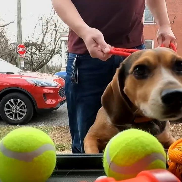 'Little Dog Library' in Highlands supporting dogs, creating sense of community